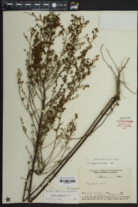 Lechea mucronata image