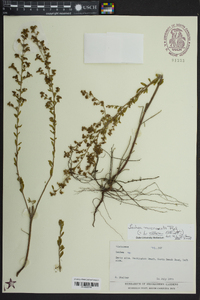 Lechea mucronata image