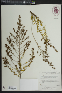 Lechea mucronata image