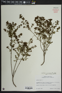 Lechea mucronata image