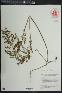 Lechea mucronata image