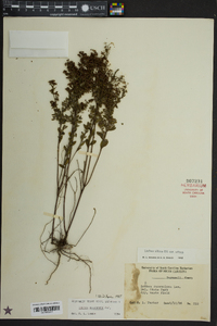 Lechea mucronata image