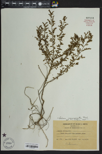 Lechea mucronata image