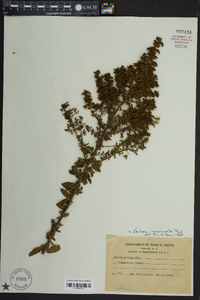 Lechea mucronata image