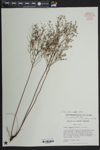 Lechea pulchella image