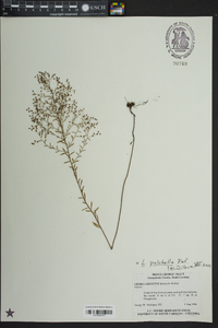 Lechea pulchella image