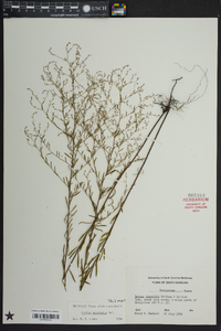 Lechea pulchella image