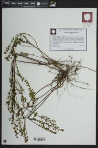 Lechea sessiliflora image