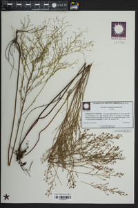 Lechea sessiliflora image