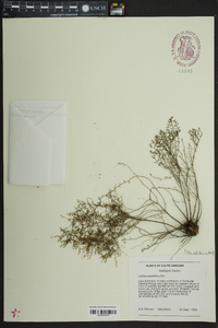 Lechea sessiliflora image