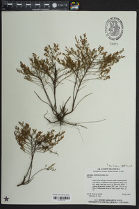 Lechea sessiliflora image