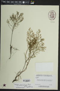 Lechea sessiliflora image