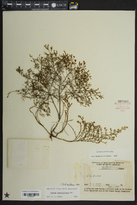 Lechea sessiliflora image