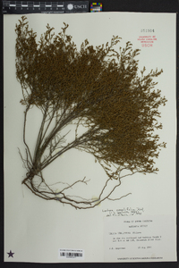 Lechea sessiliflora image