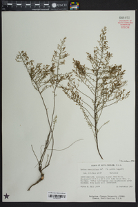 Lechea sessiliflora image