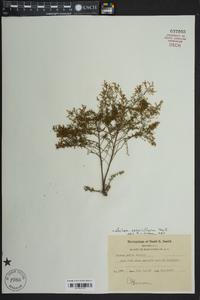 Lechea sessiliflora image