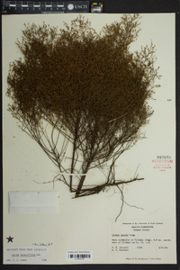 Lechea sessiliflora image