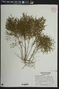 Lechea tenuifolia image