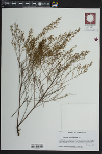 Lechea sessiliflora image