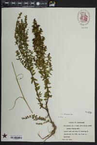 Lechea mucronata image