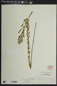 Lechea mucronata image