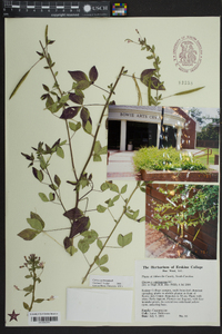 Cleome rutidosperma image