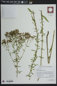 Eupatorium mohrii image