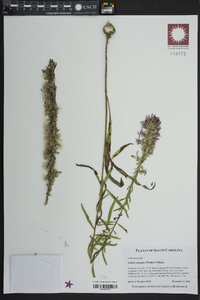 Liatris elegans image