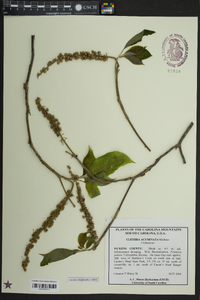 Clethra acuminata image