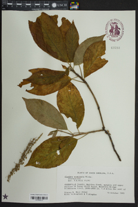 Clethra acuminata image