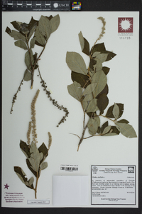 Clethra alnifolia image