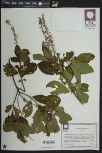 Clethra alnifolia image