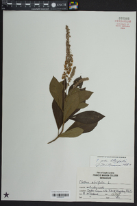 Clethra alnifolia image