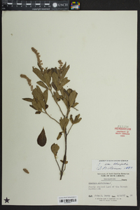 Clethra alnifolia image