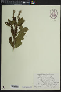 Clethra alnifolia image