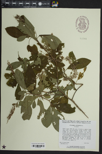 Clethra alnifolia image