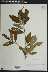 Clethra alnifolia image