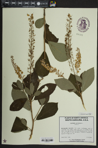 Clethra alnifolia image