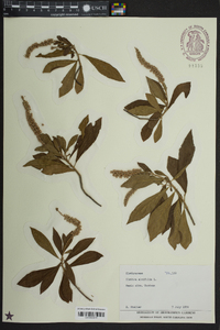 Clethra alnifolia image