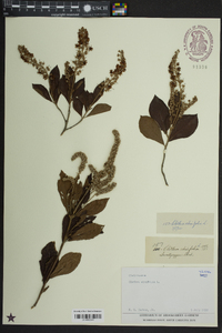 Clethra alnifolia image