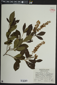 Clethra alnifolia image