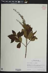 Clethra alnifolia image