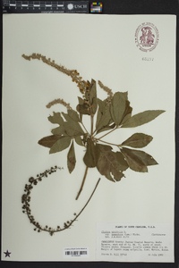 Clethra alnifolia image