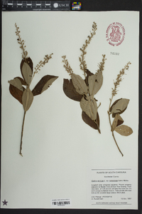 Clethra alnifolia image