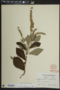 Clethra alnifolia image