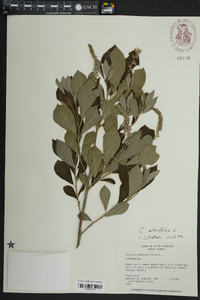 Clethra alnifolia image