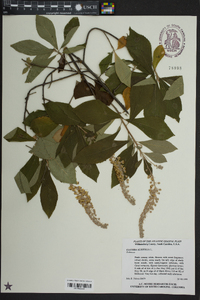 Clethra alnifolia image