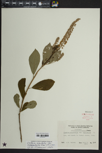 Clethra alnifolia image