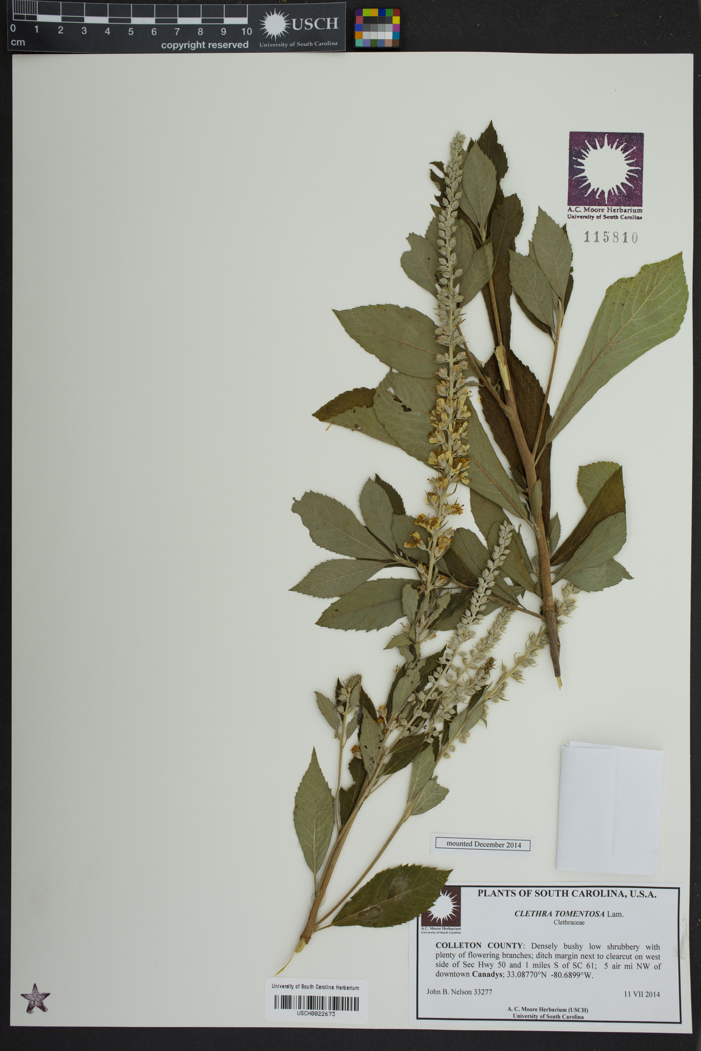 Clethra tomentosa image