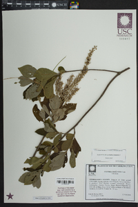 Clethra tomentosa image